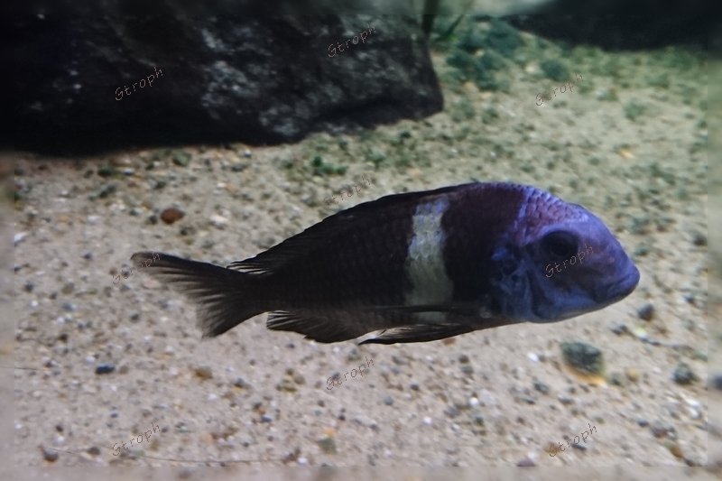 vieille femelle tank ganyika