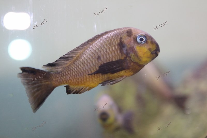 vieux poisson Erik 63