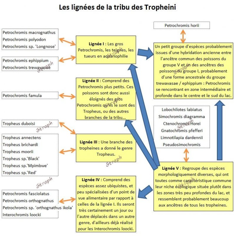 Lignee2