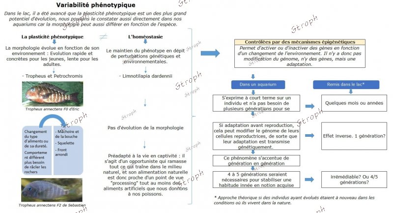 Phenotypique2