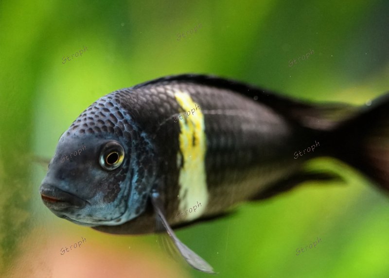 tropheus maswa conspi