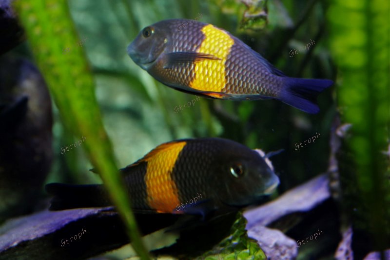 bemba biodivmax