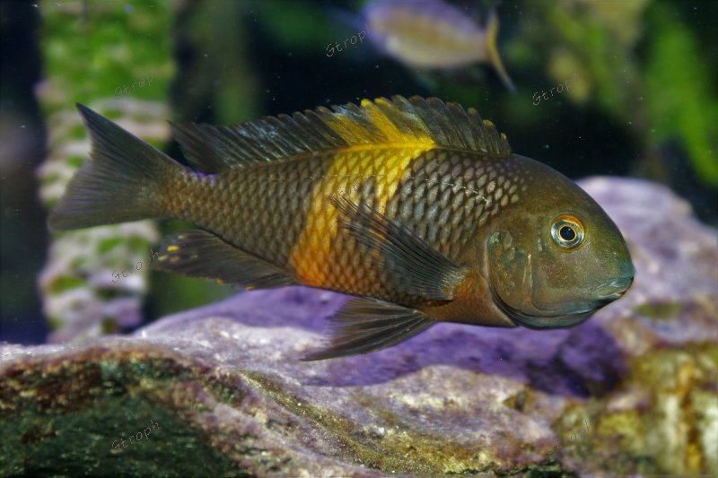 pemba incubation biodivmax