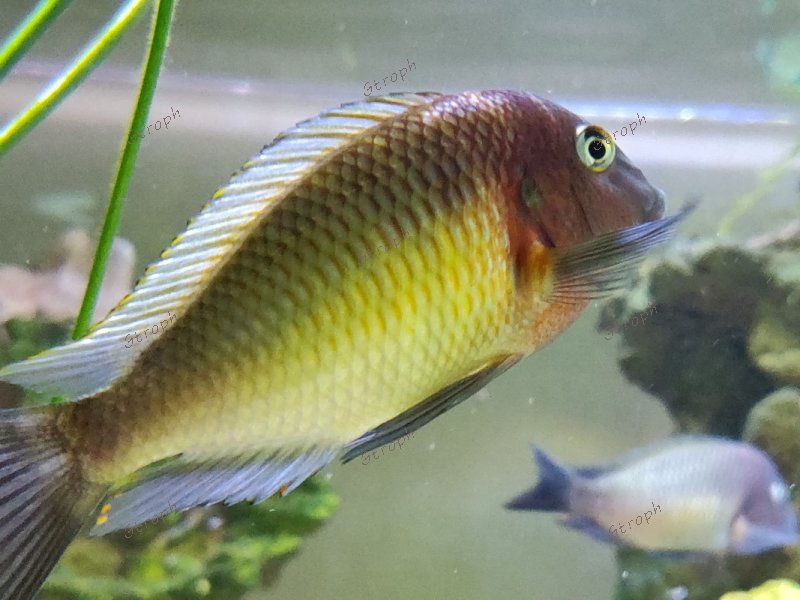 Nkonde philB 2