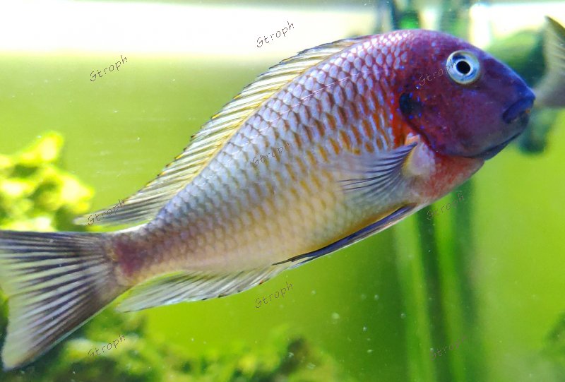 Nkonde philB